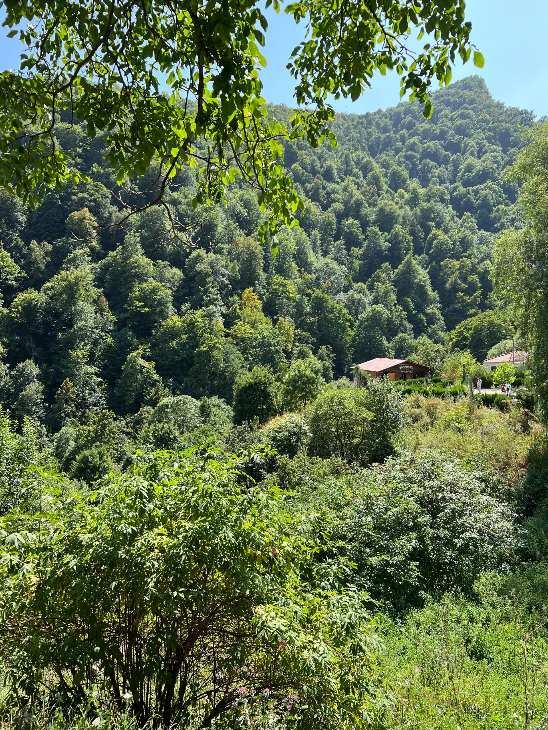 A Forest Walk Where Shostakovich Wrote