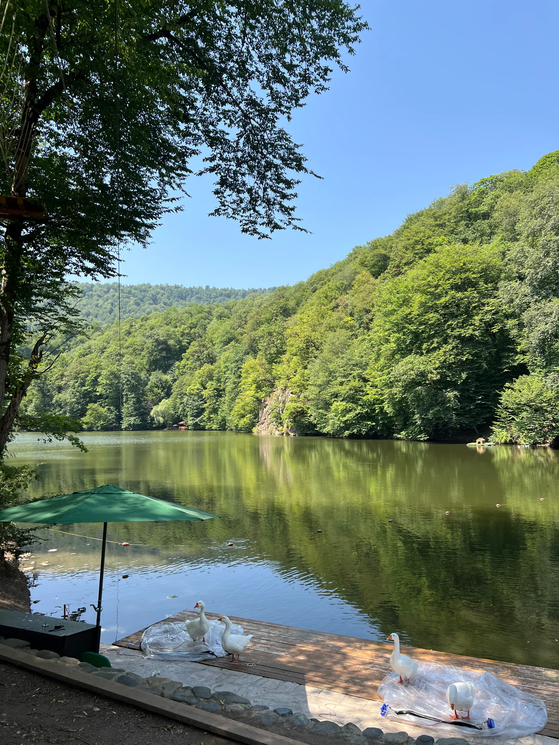 A Forest Walk Where Shostakovich Wrote